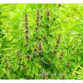 Natural Quality Motherwort Fruit